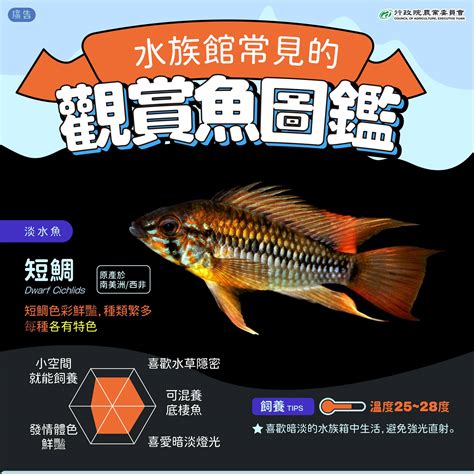 中型觀賞魚圖鑑